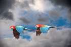 Peru-Amazon Red and green macaws in flight Art Print